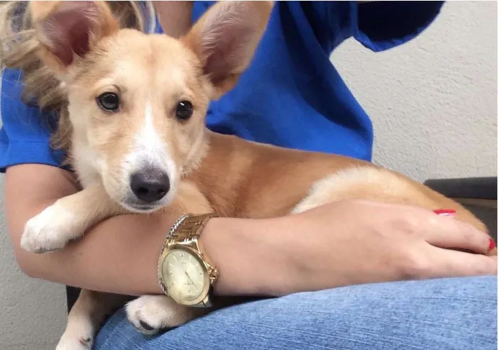 Cachorro ra a SRD idade 2 a 6 meses nome BOB