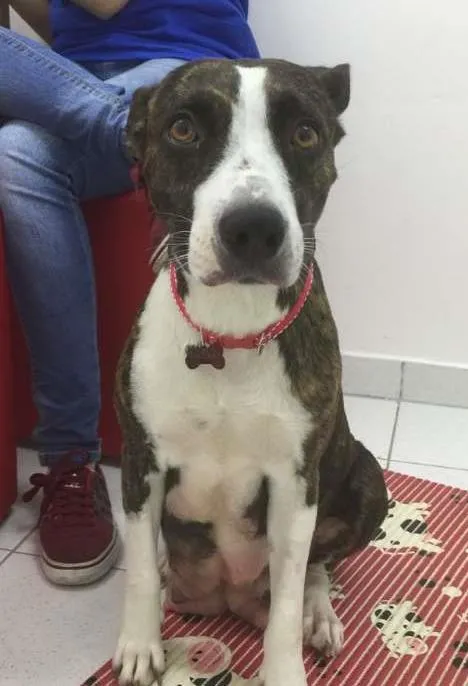 Cachorro ra a MIX DE PIT BULL idade 2 anos nome KUKA