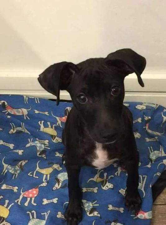 Cachorro ra a SRD idade 2 a 6 meses nome ZICO
