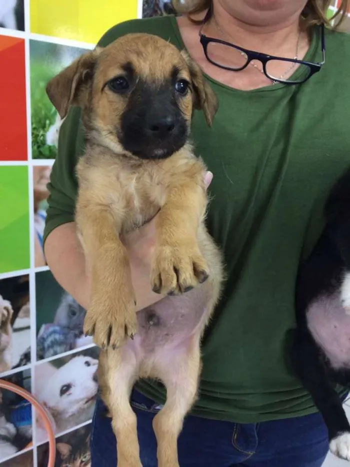 Cachorro ra a SRD idade 2 a 6 meses nome LOLA