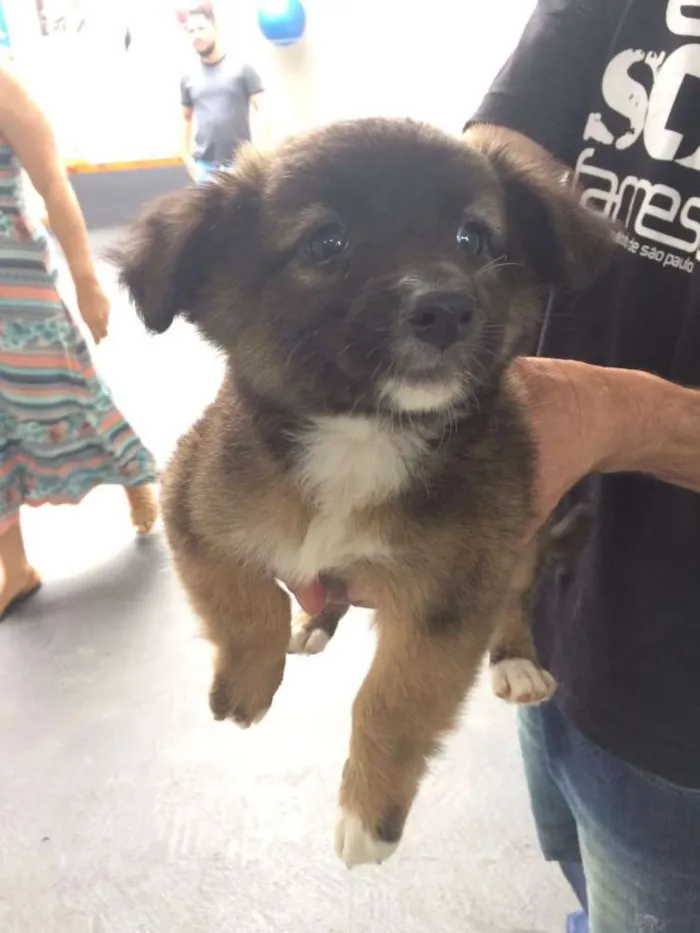 Cachorro ra a SRD idade 2 a 6 meses nome TUCA