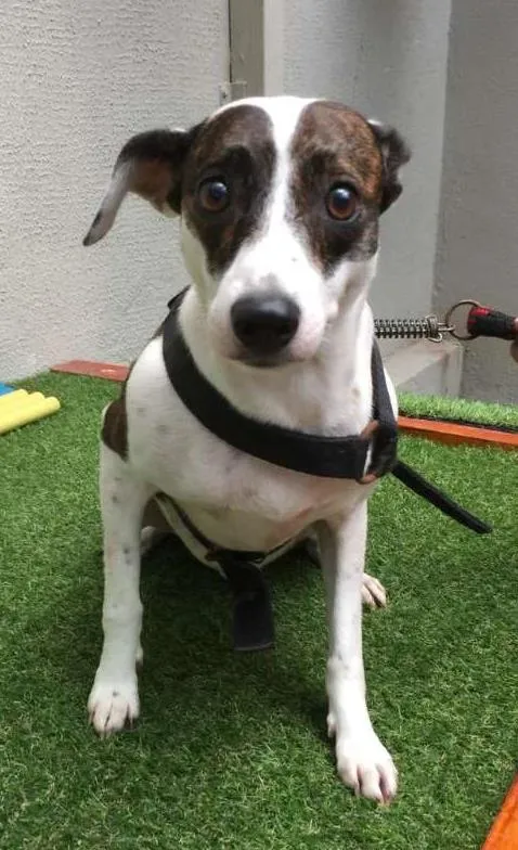 Cachorro ra a SRD idade 2 anos nome AISHA