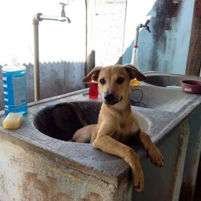 Cachorro ra a Viralata idade 7 a 11 meses nome Bidu