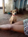 Bidu