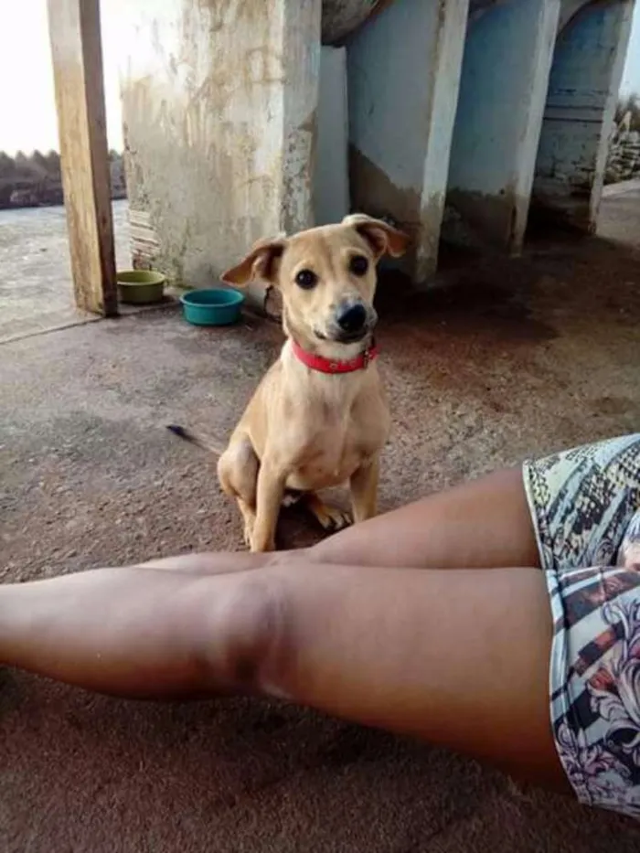Cachorro ra a Viralata idade 7 a 11 meses nome Bidu