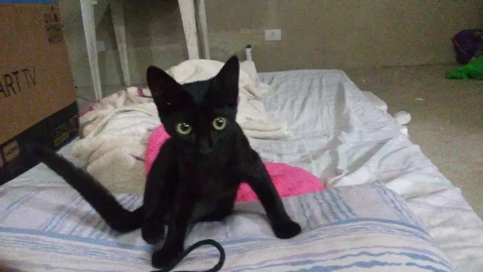 Gato ra a Srd idade 2 a 6 meses nome Mia