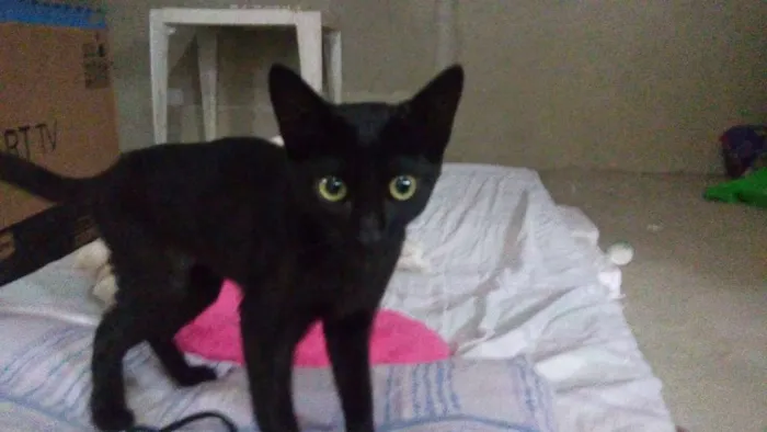 Gato ra a Srd idade 2 a 6 meses nome Mia
