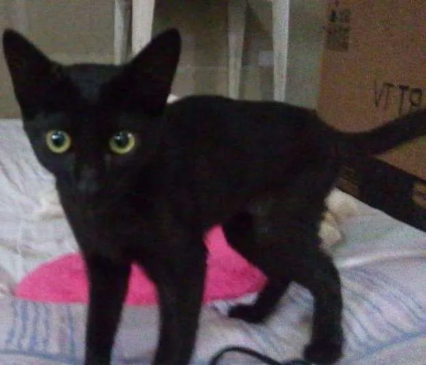 Gato ra a Srd idade 2 a 6 meses nome Mia