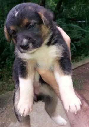 Cachorro raça Mistura de labradora preta com um SRD idade Abaixo de 2 meses nome São 7 lindos filhote