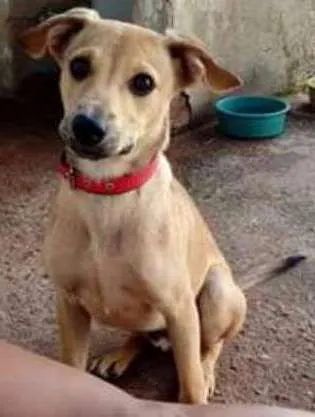 Cachorro ra a Viralata idade 7 a 11 meses nome Bidu