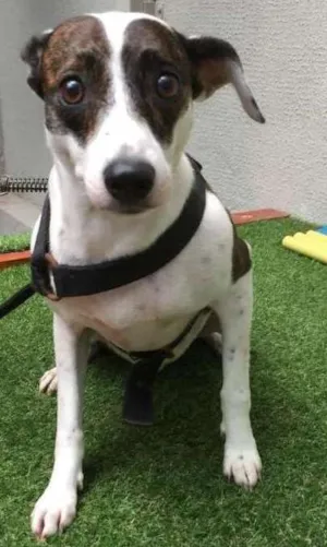 Cachorro raça SRD idade 2 anos nome AISHA