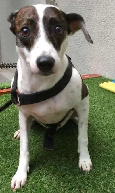 Cachorro ra a SRD idade 2 anos nome AISHA