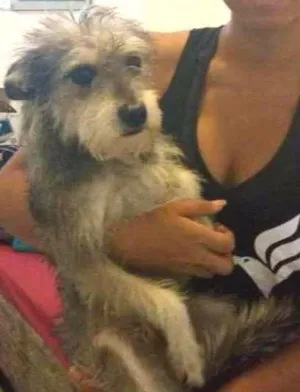 Cachorro raça MIX DE POODLE idade 1 ano nome AQUILA