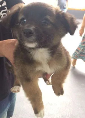 Cachorro raça SRD idade 2 a 6 meses nome TUCA
