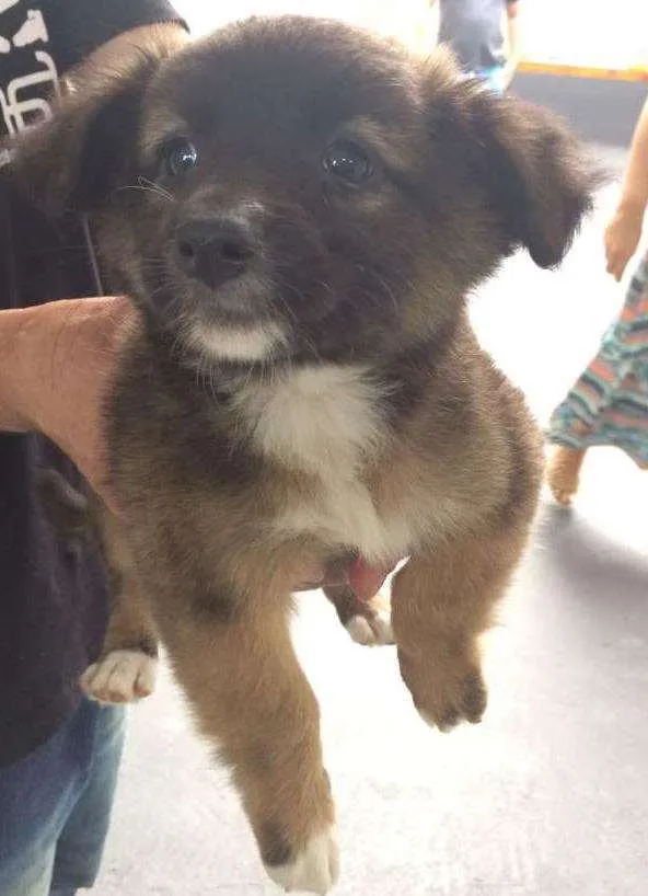 Cachorro ra a SRD idade 2 a 6 meses nome TUCA