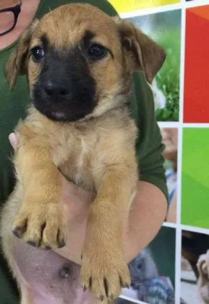 Cachorro raça SRD idade 2 a 6 meses nome LOLA