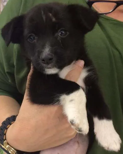 Cachorro ra a SRD idade 2 a 6 meses nome KADU