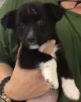 KADU