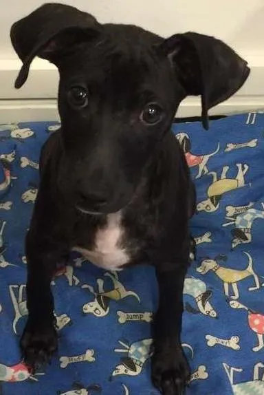Cachorro ra a SRD idade 2 a 6 meses nome ZICO
