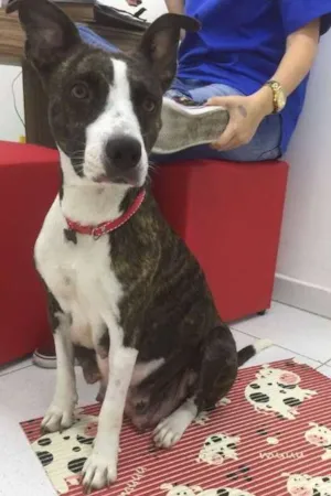 Cachorro raça MIX DE PIT BULL idade 2 anos nome KUKA