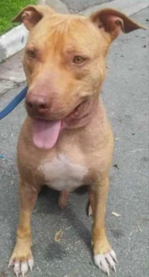 Cachorro raça Pit-Bull idade 2 anos nome HEROS