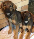 2 cachorras lindas!