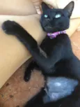Lira