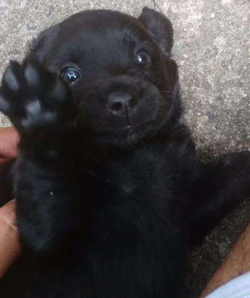 Cachorro ra a SRD idade Abaixo de 2 meses nome A ser definido pelo 