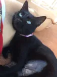 Lira
