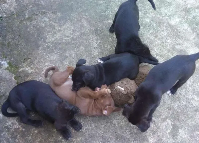 Cachorro ra a Viralata idade 2 a 6 meses nome sem nome