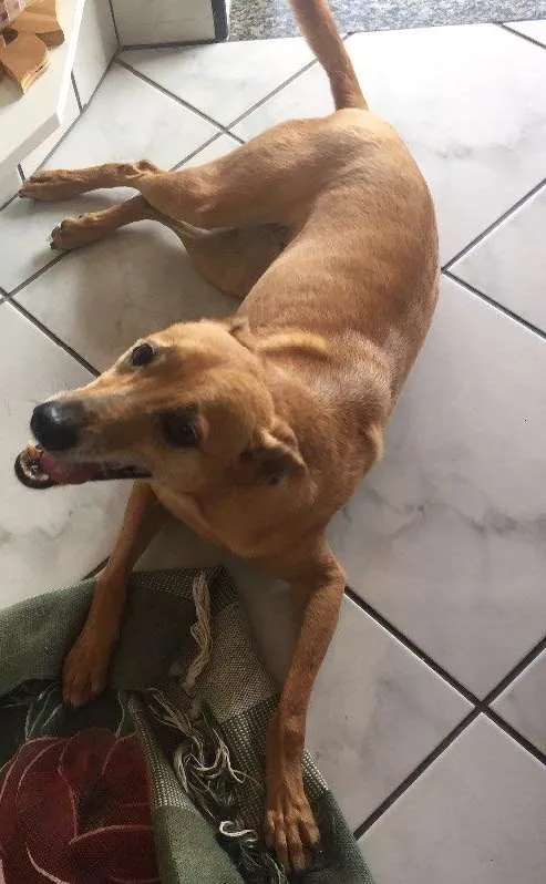 Cachorro ra a Vira lata idade 5 anos nome Mel