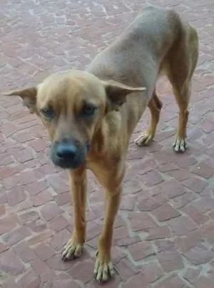 Cachorro raça srd idade 2 anos nome sem nome