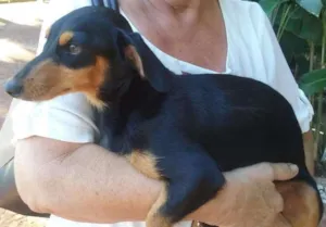 Cachorro raça Basset-Cofap idade 2 anos nome sem nome