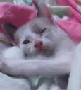 Cinco gatinhos