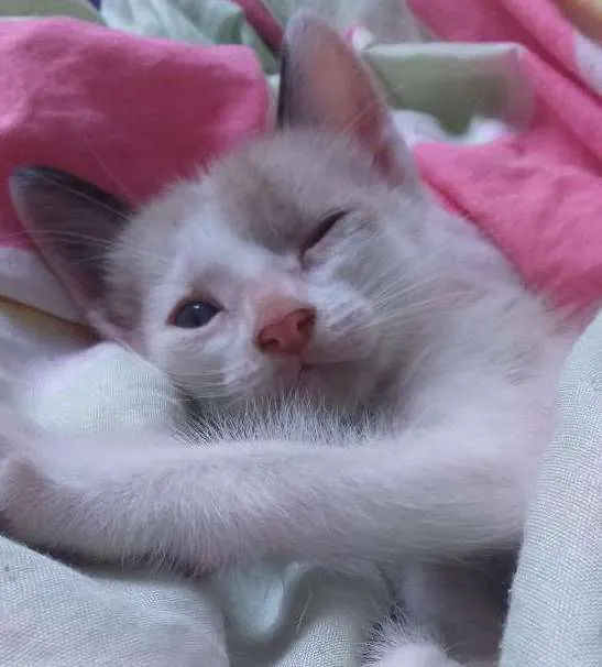 Gato ra a  idade Abaixo de 2 meses nome Cinco gatinhos