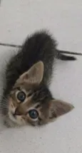 Fofinho e Sapeca 