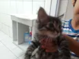 Fofinho e Sapeca 