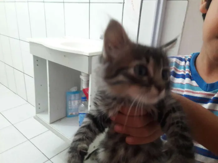 Gato ra a Não sei  idade Abaixo de 2 meses nome Fofinho e Sapeca 