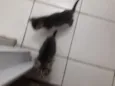 Fofinho e Sapeca 