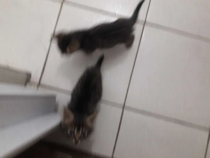 Gato ra a Não sei  idade Abaixo de 2 meses nome Fofinho e Sapeca 