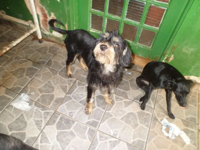 Cachorro ra a SRD idade 7 a 11 meses nome Bily