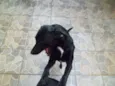 Pretinha