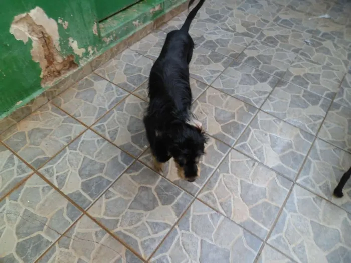 Cachorro ra a SRD idade 1 ano nome Pretinha