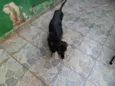Pretinha