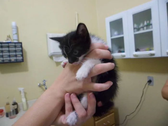 Gato ra a SRD idade 2 a 6 meses nome Filhotes