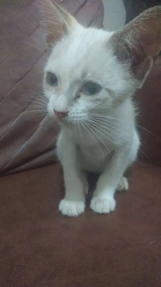 Gato raça SRD idade 2 a 6 meses nome Cloe