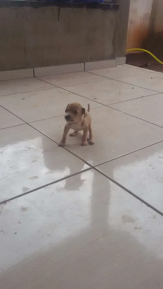 Cachorro ra a  idade Abaixo de 2 meses nome Mel