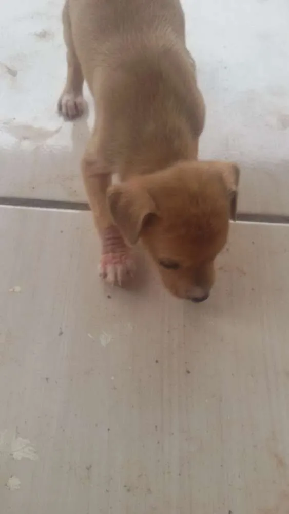 Cachorro ra a  idade Abaixo de 2 meses nome Mel