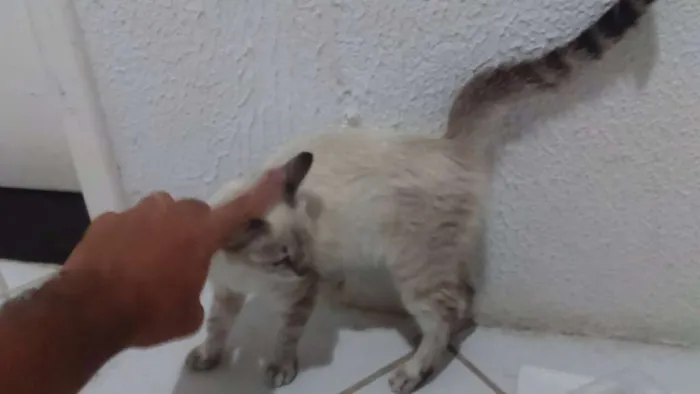 Gato ra a SRD idade  nome Lolla