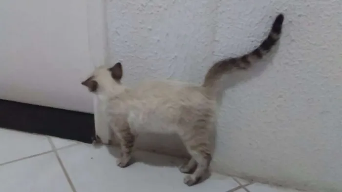 Gato ra a SRD idade  nome Lolla